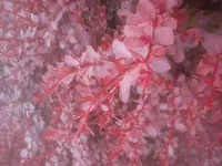 Rote Heckenberberitze - Berberis thunbergii Atropurpurea 06-2018.webp