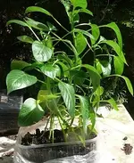 Paprika klein (1).webp