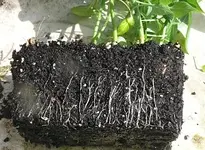 Paprika klein (2).webp
