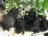 Paprika klein (3).webp