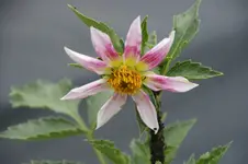 dahlie.webp