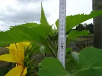 DSC00052.webp