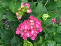 IMG_6228.jpg