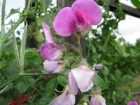IMG_6232.jpg