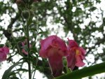 IMG_6229.jpg