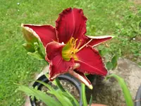 red grace_1024x768.webp