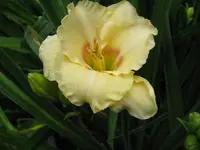 sil. woody james_1024x768.webp
