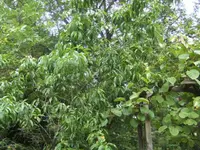 BILD9945.webp