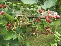 BILD9940.webp