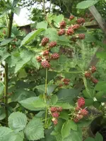 BILD9941.webp