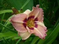 DSCI0865.webp