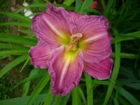 DSCI0866.webp