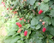 Garten 23.webp