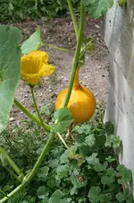 Garten Juni 65.jpg