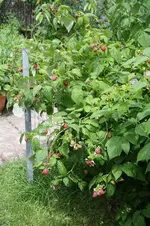 Garten Juni 64.jpg