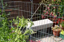 Garten Juni 60.jpg