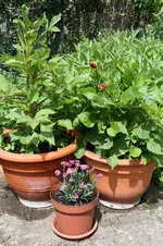 Garten Juni 57.jpg