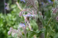 Garten Juni 61.webp