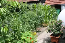 Garten Juni 63.jpg
