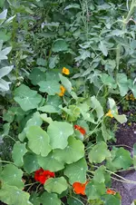 Garten Juni 59.jpg