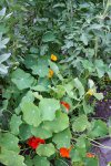 Garten Juni 59.jpg