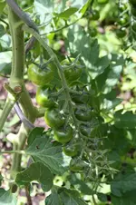 Garten Juni 62.jpg