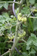 Garten Juni 58.jpg