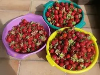 Erdbeeren.webp