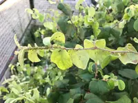 Obstbaum1.jpeg
