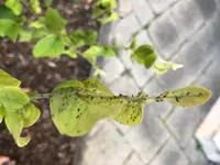 Obstbaum2.jpeg