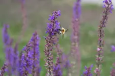 Garten Juni 67.webp