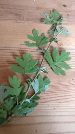 IMG_20180625_172050.webp