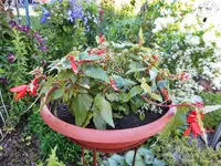 Gartenbilder 3.webp