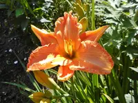 Gartenbilder 4.webp