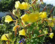 Gartenbilder 5.webp
