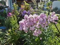 Gartenbilder 6.webp
