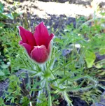 Gartenbilder 11.webp