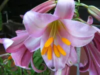 Baumlilie Makro.webp
