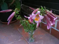 Baumlilien.webp