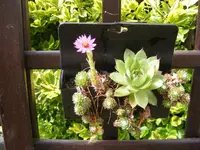 Satteltasche.webp