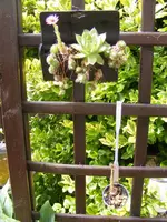 Sukku2.webp