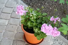 Garten Juni 71.jpg