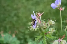 Garten Juni 69.jpg