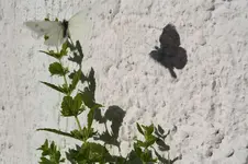 Garten Juni 79.webp