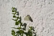 Garten Juni 80.webp