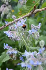 Garten Juni 75.webp