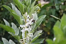 Garten Juni 76.jpg