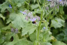 Garten Juni 81.jpg