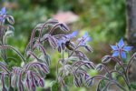 Garten Juni 74.jpg