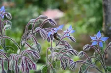 Garten Juni 74.webp